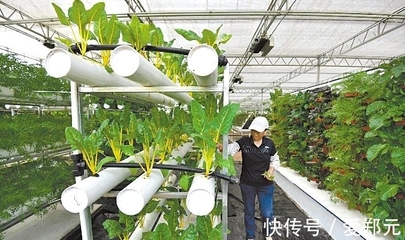 太空種子 神舟十二號的特殊“乘客”，為農業插上科技翅膀