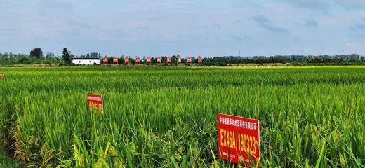 湖北省新增29個國家和省級農(nóng)作物展示評價基地，筑牢現(xiàn)代種業(yè)發(fā)展根基